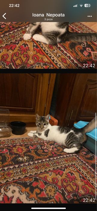 Pisic motan foarte curat , intelegator de comenzi si ascultator .