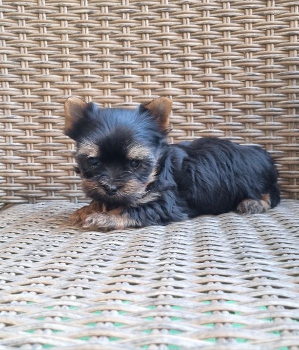 Йоркширски териер Бивър Blue Berry от родословни родители