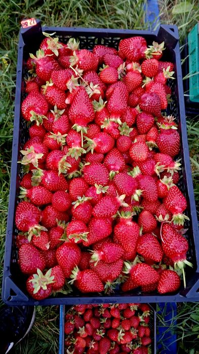 Разсад ягоди  качество и корекност