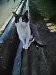Ласковый котейка