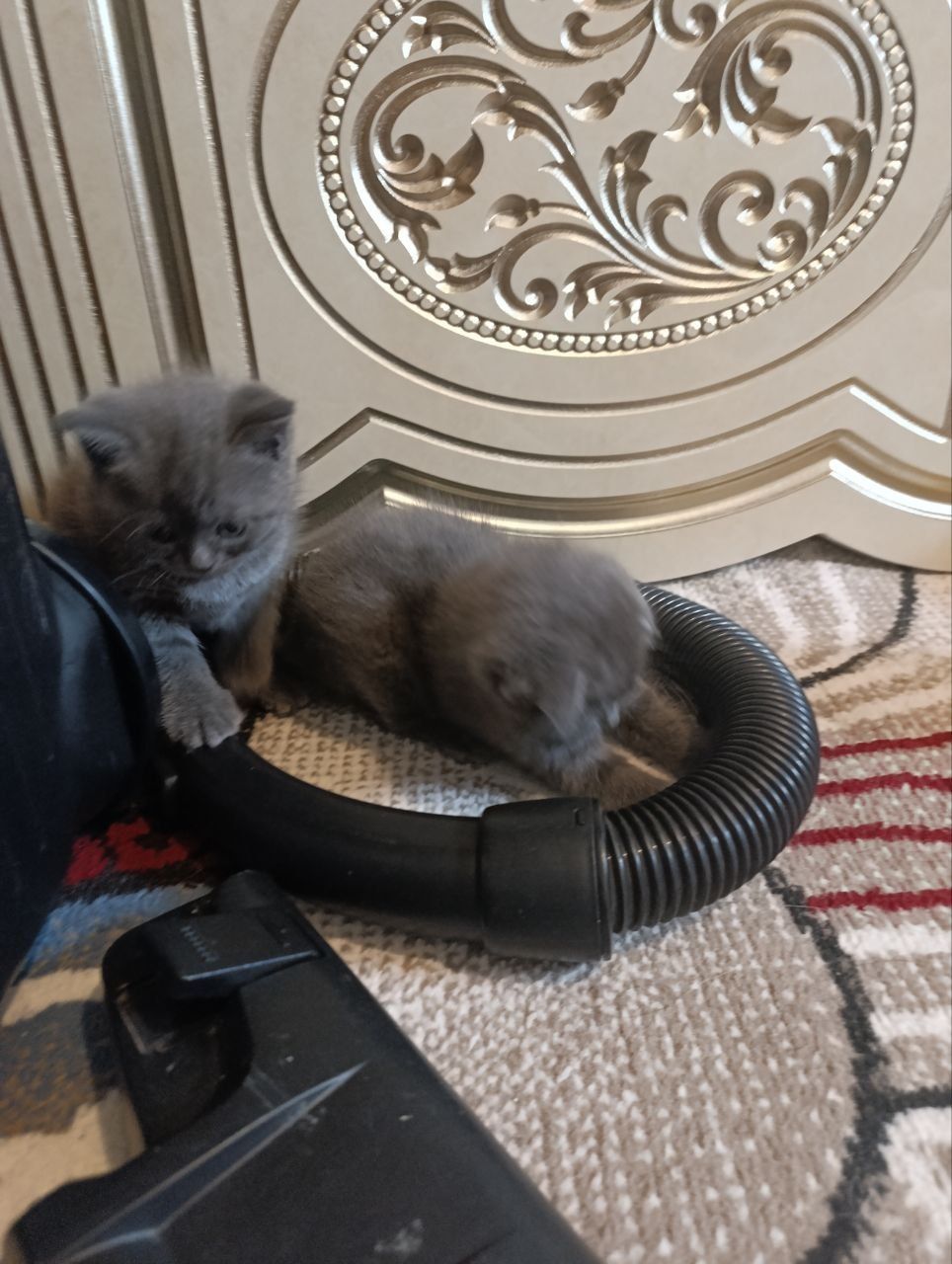 Кичкинтой Скотиш Фолд ва Страйтлар