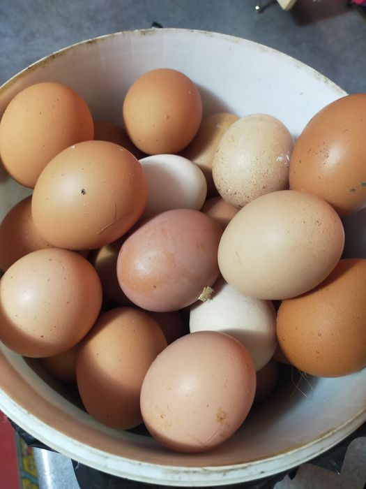 Продам яйцо домашнее