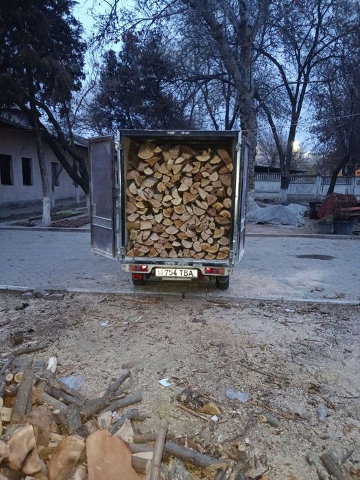 Утин курук мева дарахтники