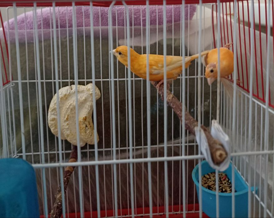 Канарейка -самка