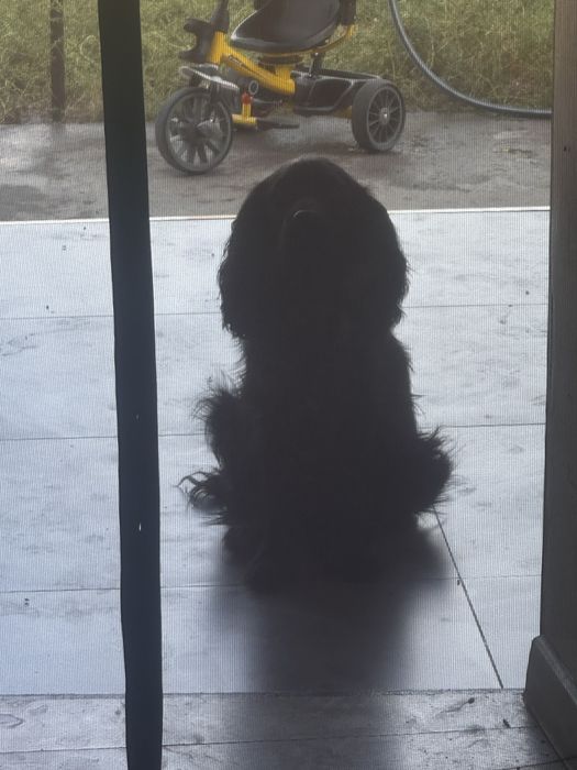 Продам охот сабаку Англиский-спаниель