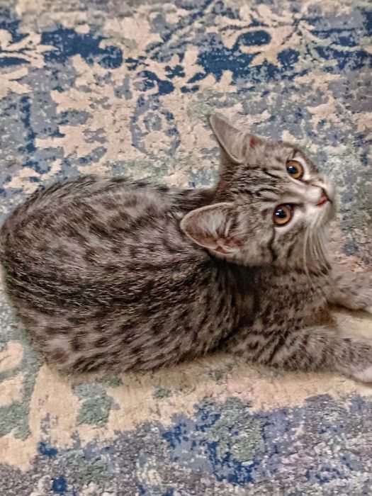 Котенок 3 мес мальчик ищет дом