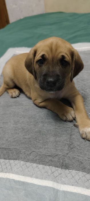 В добрые руки Щенки-помесь спаниеля