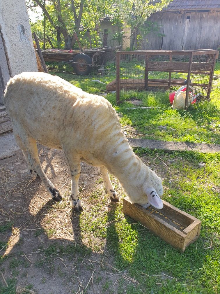 Vând o mioara oaie de un an turcana