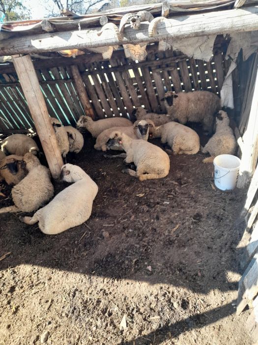 Oi tinere si gestante