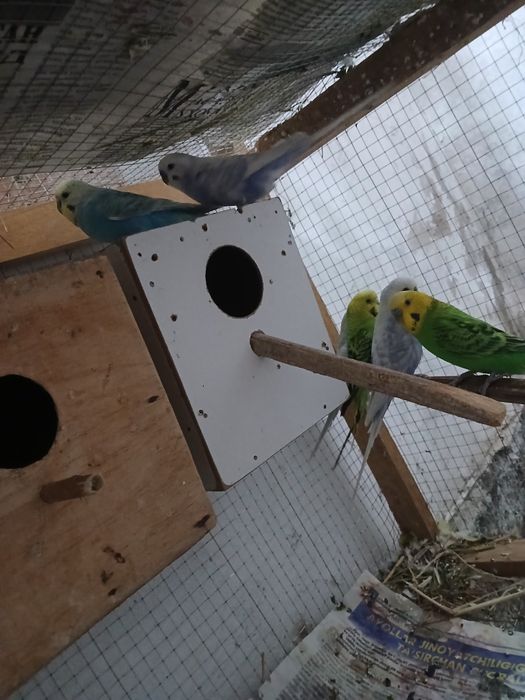 Popugaylar sotiladi tayyor ishlagan paralar parasi 250 mingdan