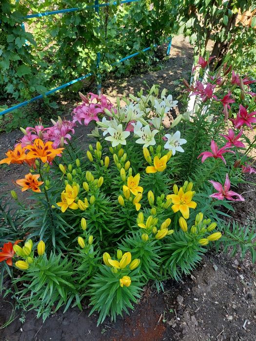 Продам дачу.срочно.