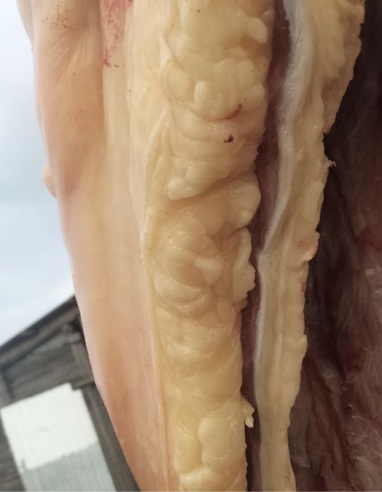 Согымга семиз жабагылар сатам