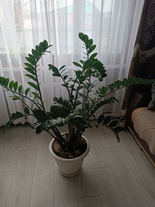 Замиокулькас , долларовое дерево