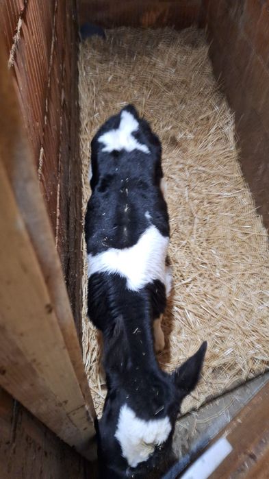 Vând vițel bălțat Pe negru nu Holstein