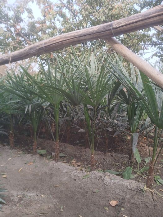 Палма сотлади корнши яхши