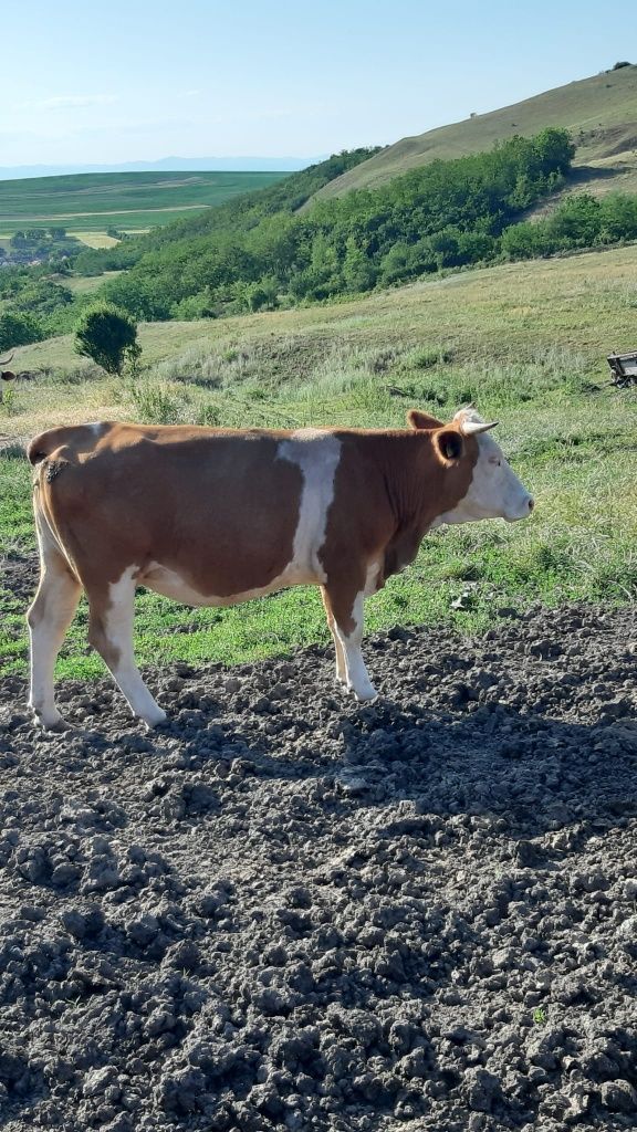 Vacă de  vânzare