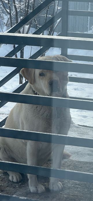 Ищу лабрадоршу для вязки