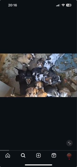 Щенки ищет дом 2 месяца