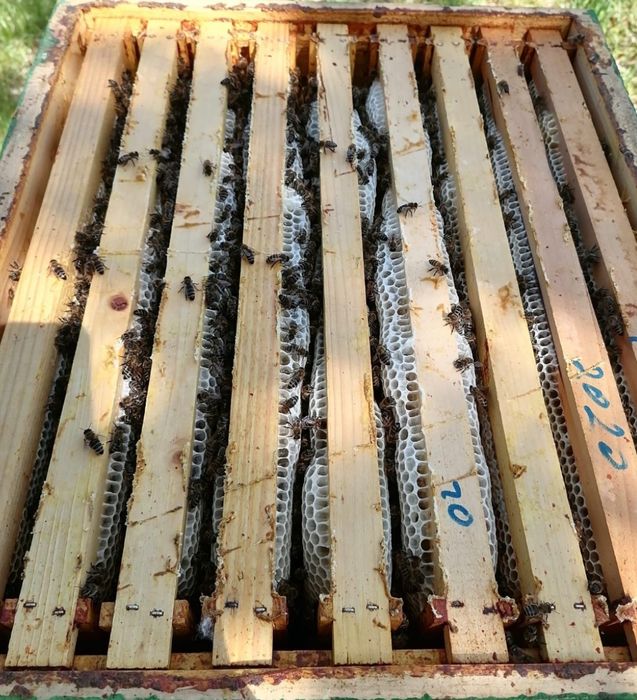 Miere naturala de albine