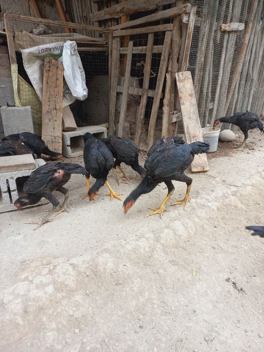 дакканг жужалари сотилади зоти ганой 22майда очилган нархи 300.000