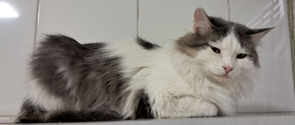 Отдам в хорошие руки