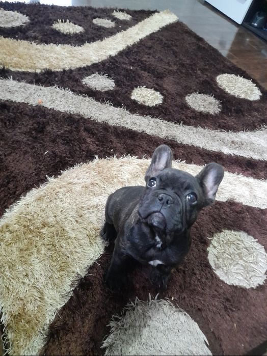 Femela bulldog francez