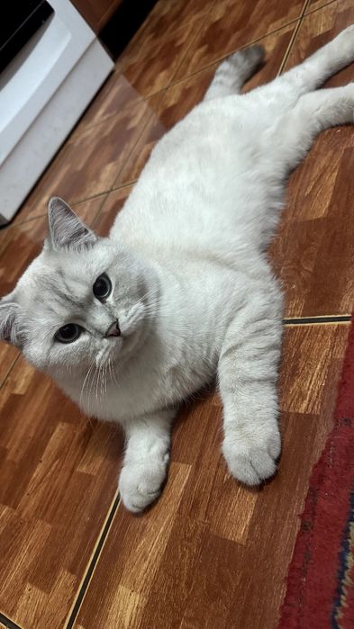 British Shorthair Chinchilla