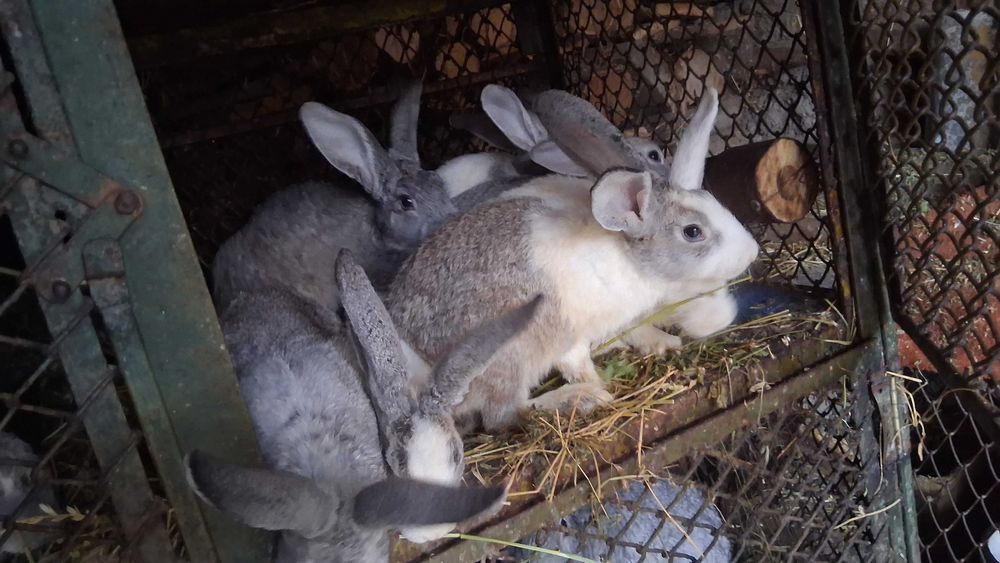 Iepurasi de  vanzare