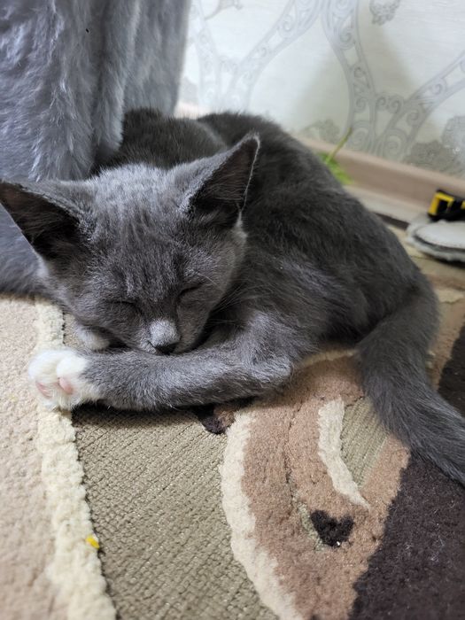 Кошечка бесплатно