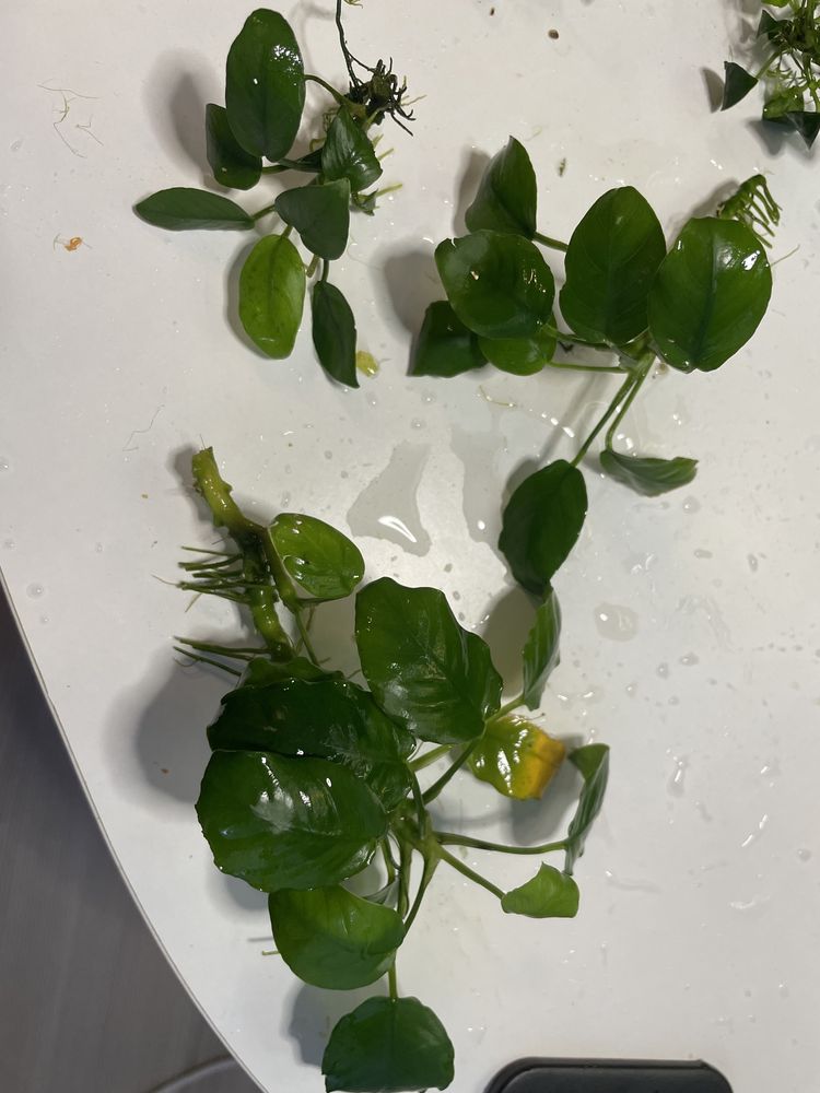 Anubias si Bucephalandra diferite varietati