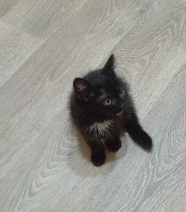 Мишель ищет любящих хозяев