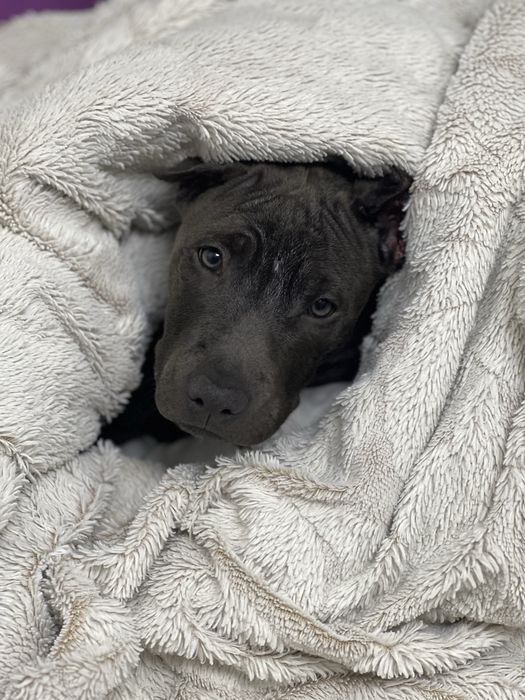 СРОЧНО!! продается Американский питбуль (девочка)