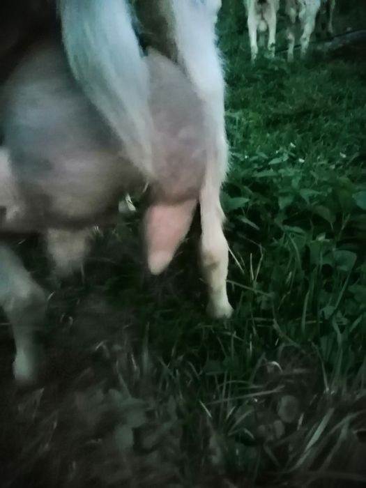 Vand capra zanen buna de lapte la a 3 fătare