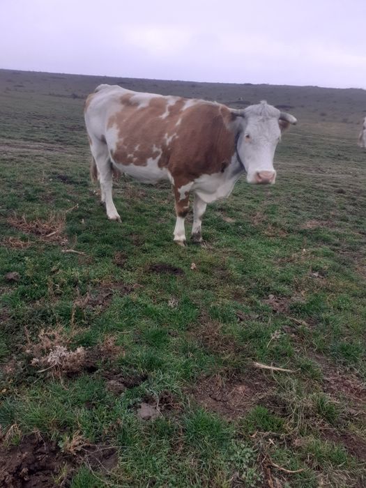 Vând vacă de 7 ani