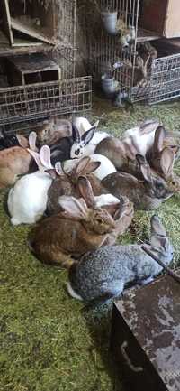 Кролики продаются