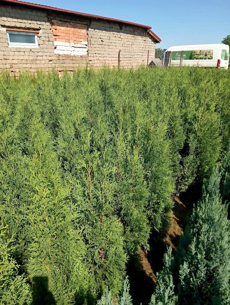 Tuia smaragd en gros și en detail