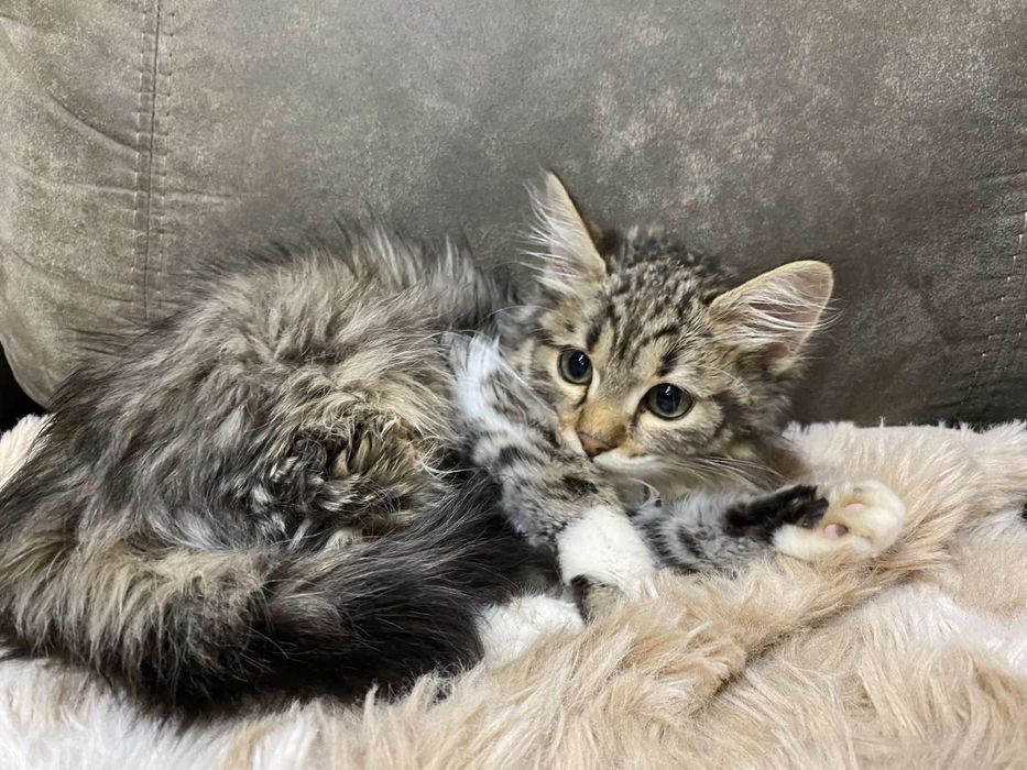 Малка Точица търси дом