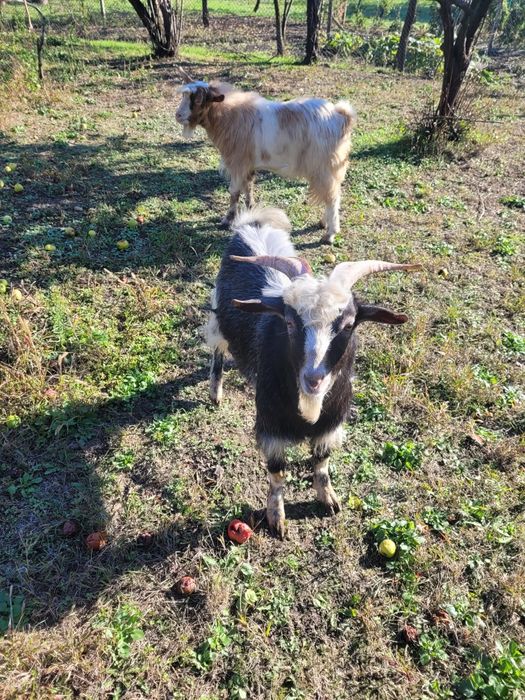 Iezi de vanzare, varsta ~ 9luni