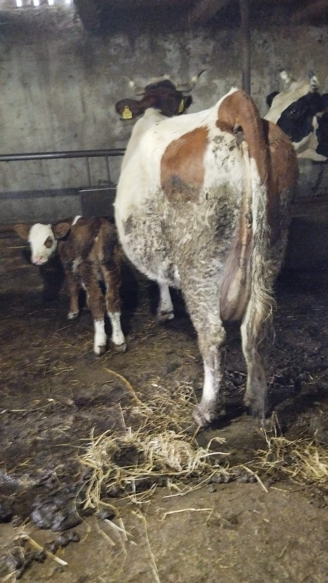 Vaca de vânzare .