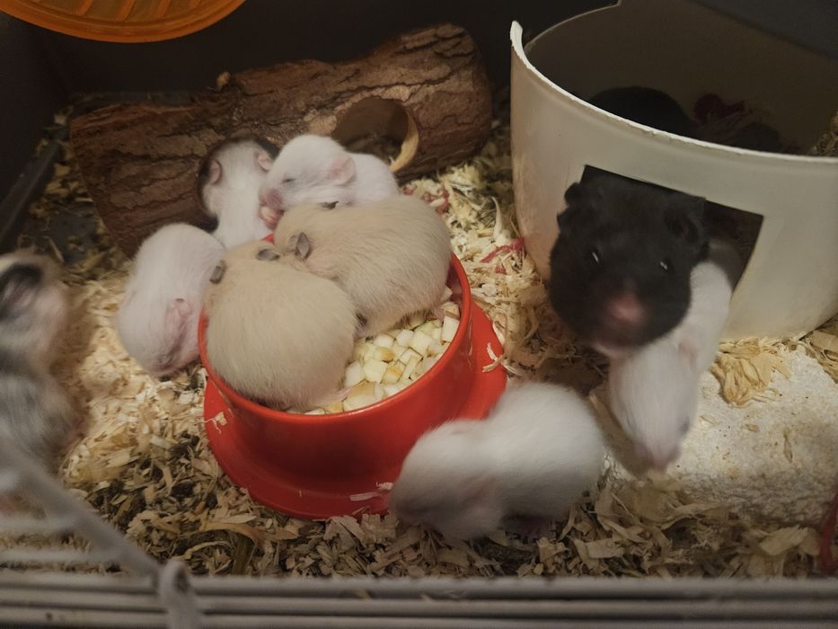 Hamsteri Auris/Champbell (5 albi,2 crem, 1 negru)