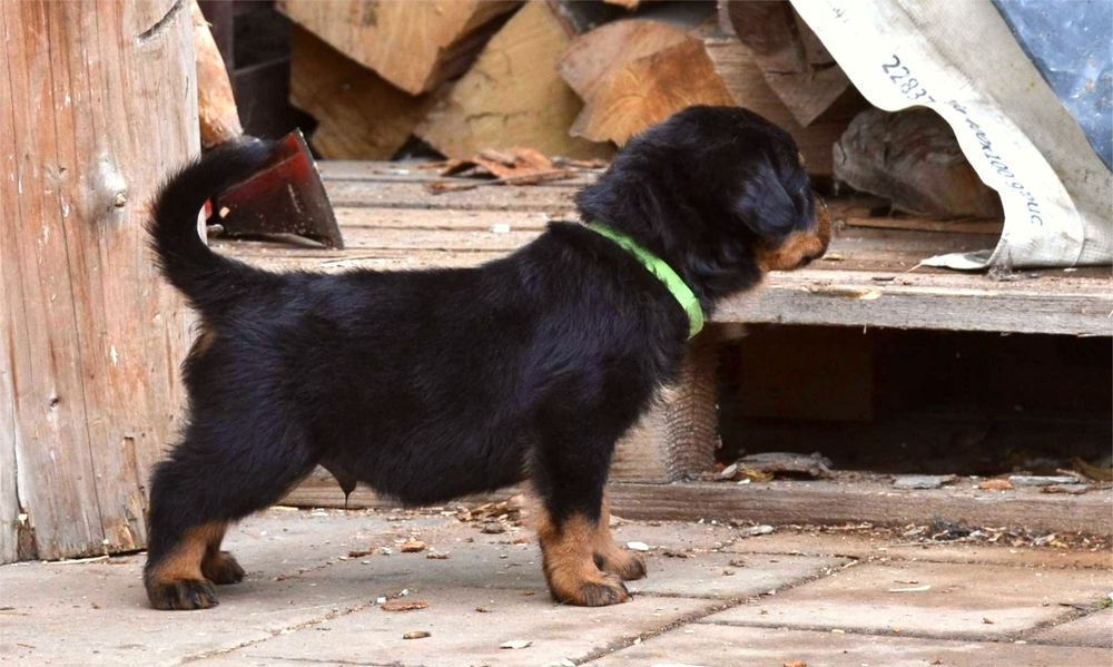 De vânzare pui rottweiler cu pedigree.