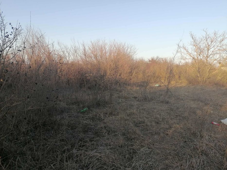 Продавам лозе в местност "ОБЗОР"