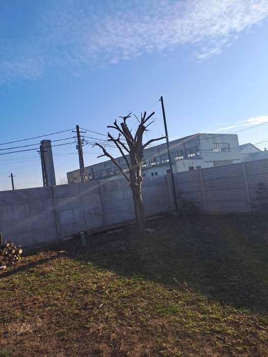 Alpinism Utilitar/Tăiere Arbori/Intervenții 24/7.