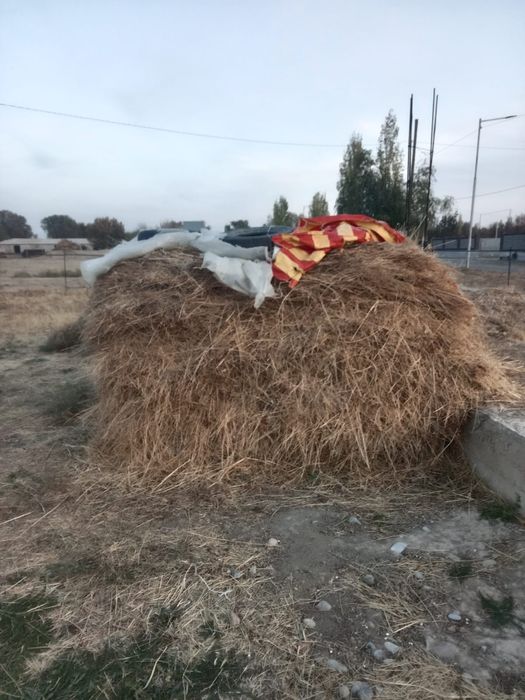 Шөп сатылады  срочно