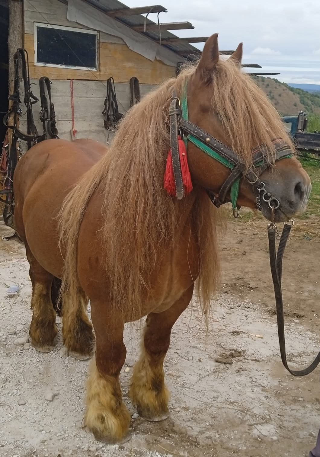 Vînd mînz de 2 ani cu acte în regulă tatăl mînzului  e în ultima poză