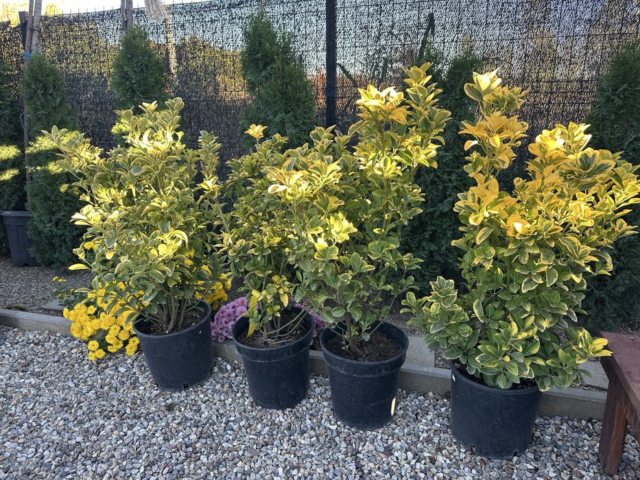 Palmieri tuia bonsai photinia pon pon maslin pin ylex laur eleganus