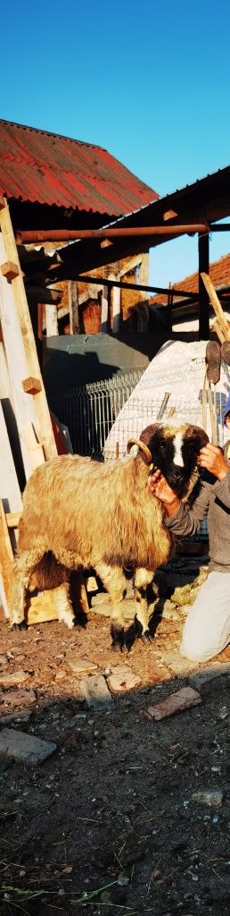 Vând berbec mior breaz