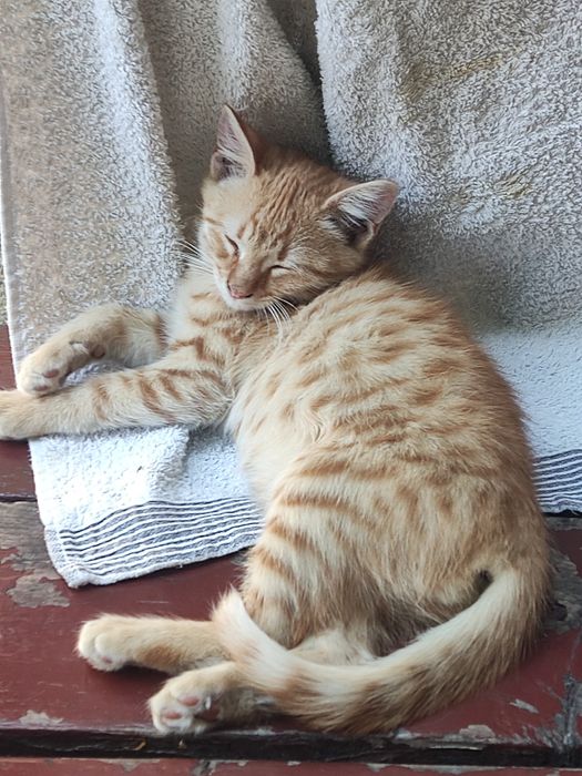 Подарявам котенца