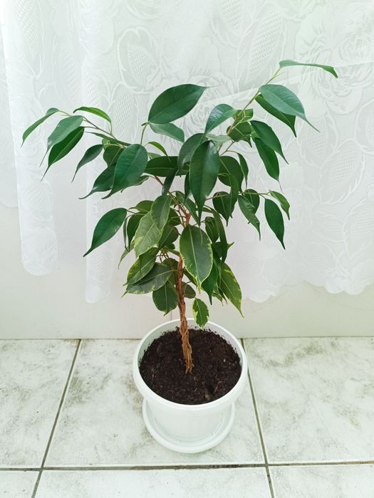 Аглаонема, Трилистник, Индрише, Дифенбахия, Бегония, Бенджамин, Епипре