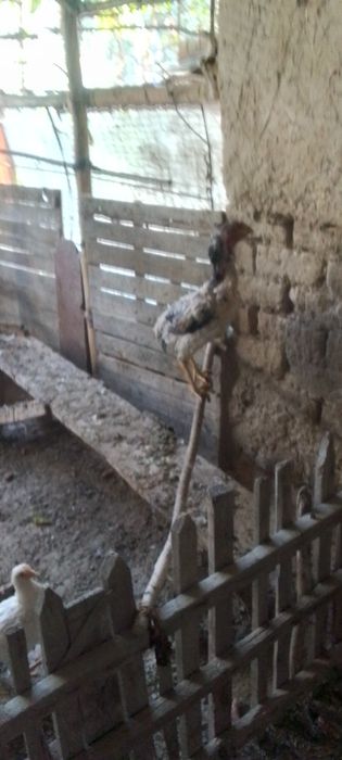 Товуклар  сотилади.